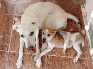 dogs of Kilo ashra_800x593