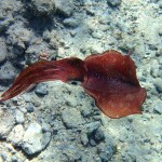 calamar de la mer rouge_800x600