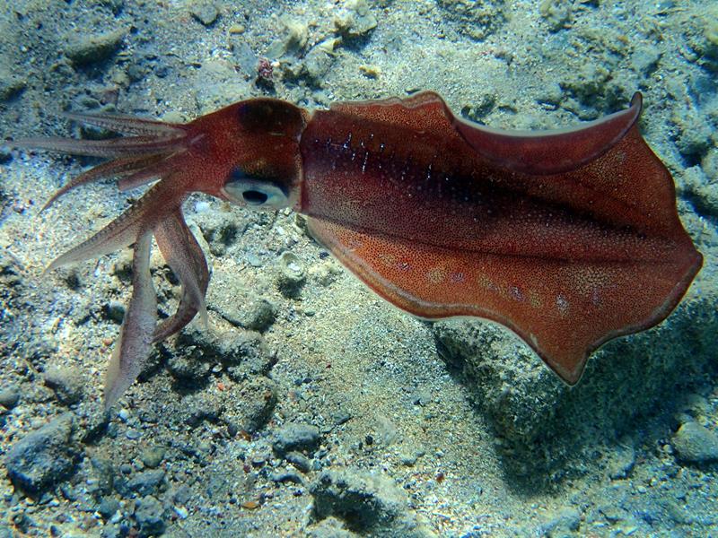 calamaro del mar rosso_800x600